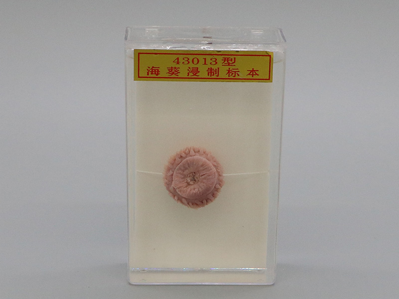 海葵浸制標本1.jpg